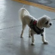 Trudy's Pup