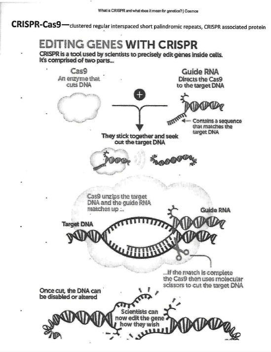 CRISPR